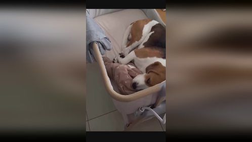 狗狗睡婴儿床