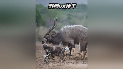 野狗狩猎羚羊，羚羊拼命挣扎四脚乱踹，但野狗就是死死咬住不松口