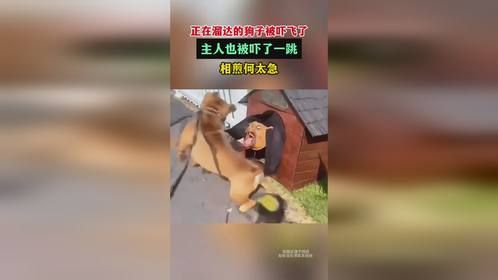 正在溜达的狗子被吓飞了，主人也被吓了一跳，相煎何太急！