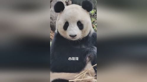 国庆的姐姐隆隆长隆出生的第一只大熊猫漂亮的没边了