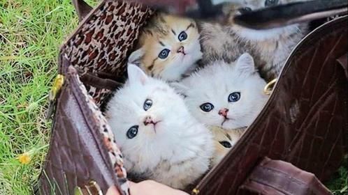 萌猫一箩筐，主人带着一堆小猫到草坪上，太可爱了