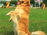 图木舒克宠物训练机构图木舒克高效生活习惯训练