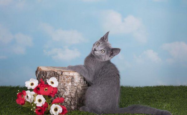 宠物猫哪种好养