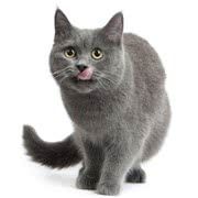 英国短毛猫