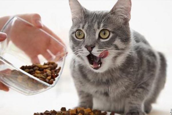 哪种宠物猫好看又好养(哪种宠物猫好看又好养又便宜)