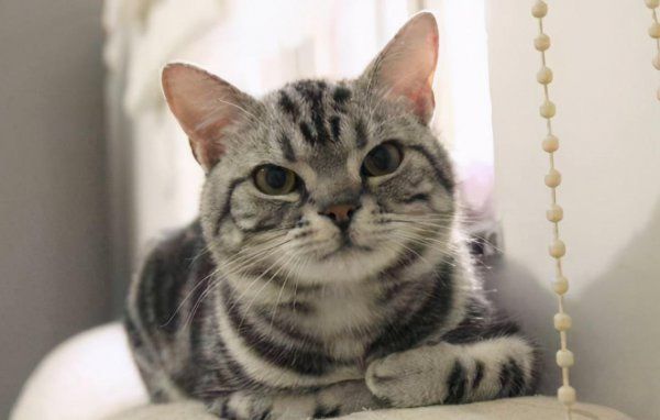好养的猫有哪些品种