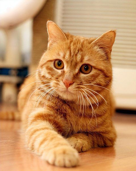 好养的猫有哪些品种
