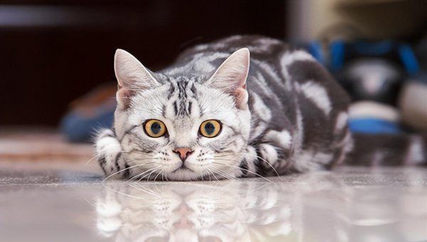 好养的猫有哪些品种