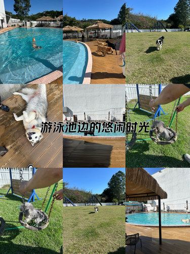 狗狗乐园不要钱玩耍