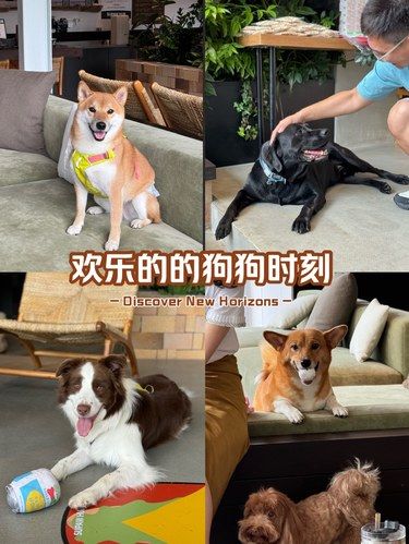 小狗们的meland游乐场！