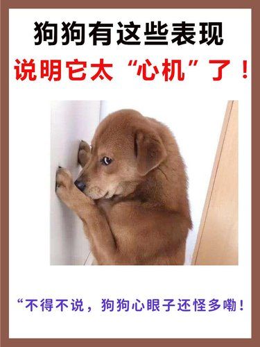 狗狗有这些表现，说明它太“心机”了❗️
