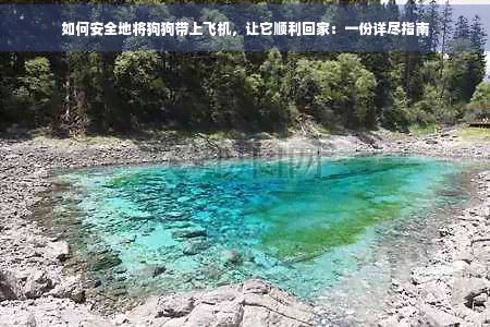如何安全地将狗狗带上飞机，让它顺利回家：一份详尽指南
