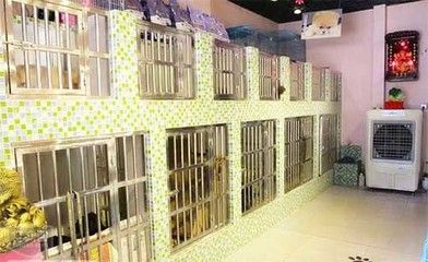宠物店名字大全洋气的