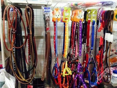 宠物店名字大全洋气的
