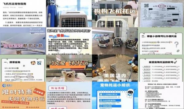 不坐飞机可以单独托运宠物吗
