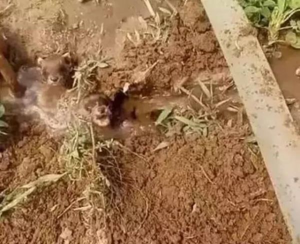 被认为是“偷鸡贼”的黄鼠狼，只能把窝藏在地洞中