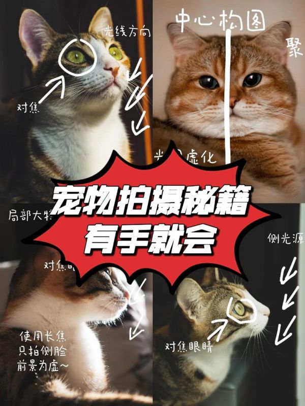 宠物摄影的技巧,宠物摄影的技巧和方法