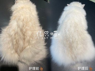 金吉拉“小海豚”护理案例