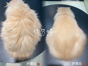 异国长毛加菲“小宝”护理案例 小宝来的时候像个小拖把