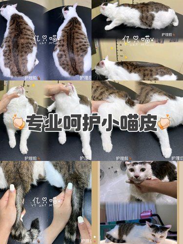 梨花“依依”的护理案例 6.6kg的小猪咪 