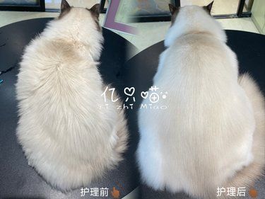 海双布偶“果果”护理案例