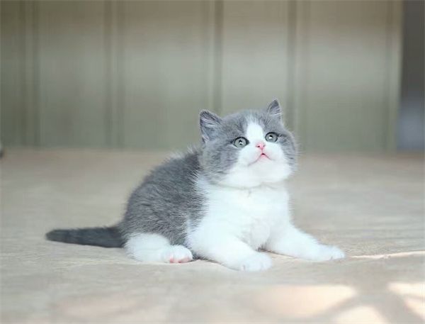北京东城区蓝猫附近的店有哪些 北京蓝猫哪里有