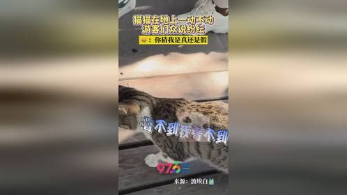 真真假假，假假真真，素材来源：波埃白