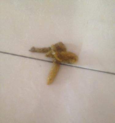 宠物狗出现便血怎么办（详解狗狗出现便血的原因及治疗方法）