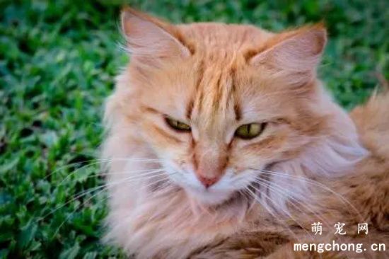 猫咪便血了怎么办？宠物猫便血的原因