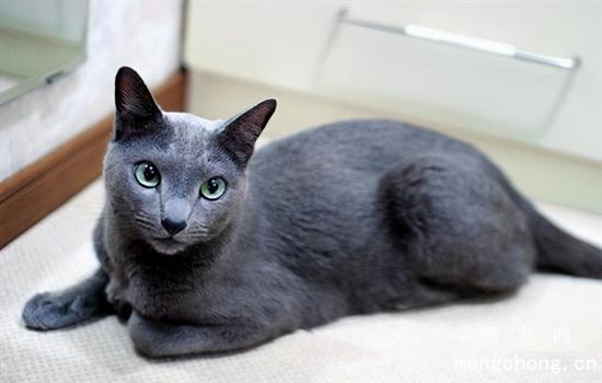 猫咪便血了怎么办？宠物猫便血的原因