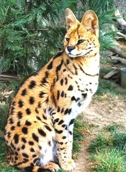 猫奴一定要知道, 五种大型喵星人!