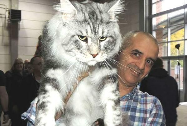 猫奴一定要知道, 五种大型喵星人!