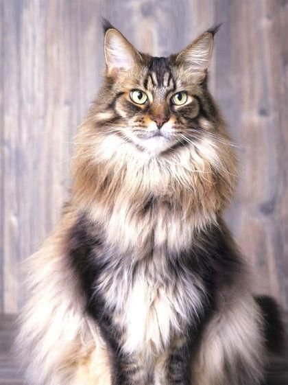 猫奴一定要知道, 五种大型喵星人!