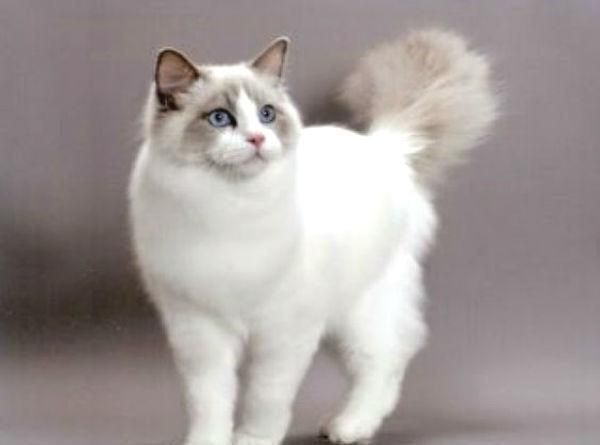 猫奴一定要知道, 五种大型喵星人!
