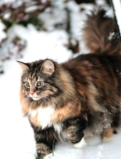 猫奴一定要知道, 五种大型喵星人!