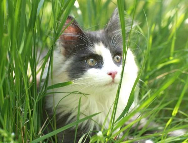 猫奴一定要知道, 五种大型喵星人!
