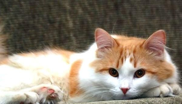 猫奴一定要知道, 五种大型喵星人!