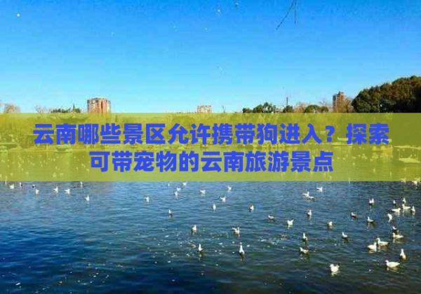 云南哪些景区允许携带狗进入？探索可带宠物的云南旅游景点