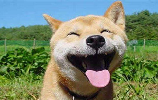 怎么跟狗狗接生 这些东西你需要准备！