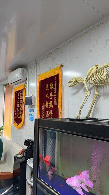 山西四毛宠物医院：萌宠健康护航者