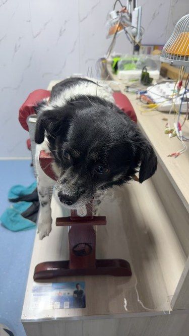 山西四毛宠物医院，狗狗针灸体验超棒