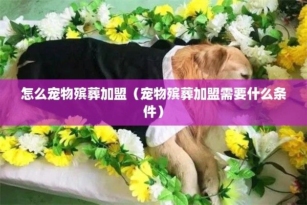 怎么宠物殡葬加盟（宠物殡葬加盟需要什么条件）