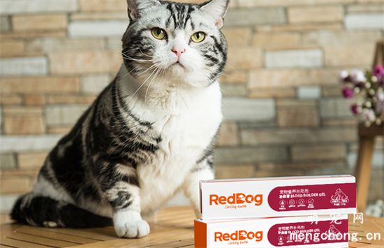 给猫咪驱虫可以用哪些中药？