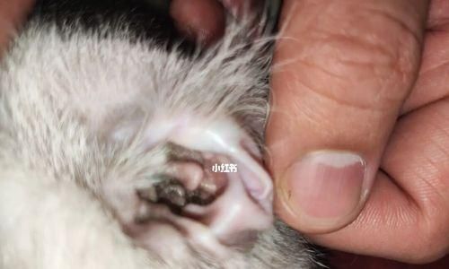 宠物猫咪流产原因揭秘（探究流产的危害）