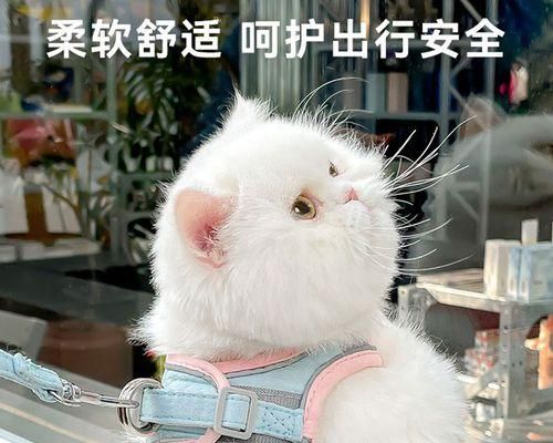 宠物猫咪流产原因揭秘（探究流产的危害）