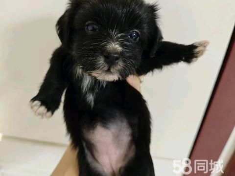 荆州宠物赠送/领养·满月小奶狗免费送养