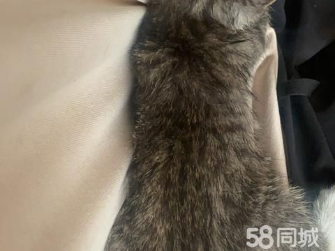 荆州宠物赠送/领养·领养小猫咪
