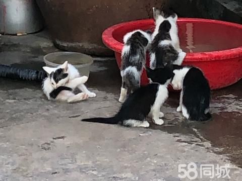 荆州宠物赠送/领养·免费领养小猫咪