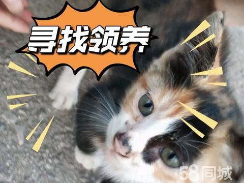 荆州宠物赠送/领养·可爱小猫咪寻找领养