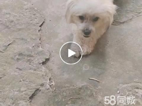 荆州宠物赠送/领养·聪明，温顺可爱的狗狗寻觅有缘爱心人士领养